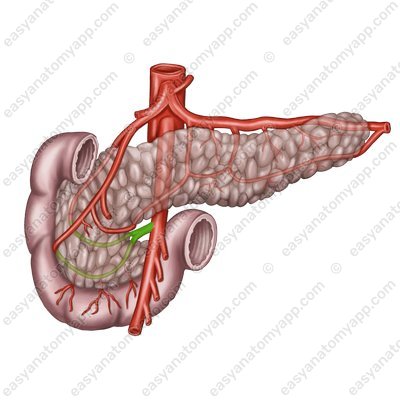 Нижняя поджелудочно-двенадцатиперстная артерия (a. pancreatoduodenalis inferior)